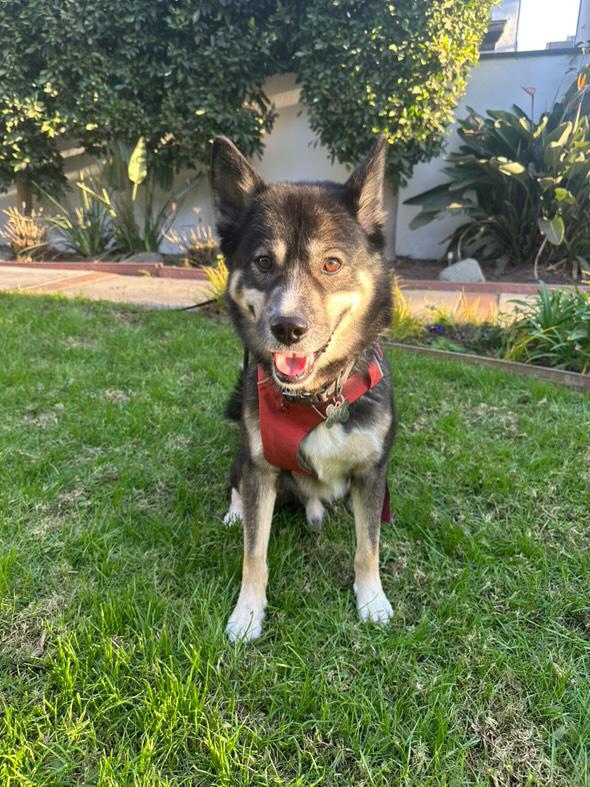 Enlarge Fitzy, a Adoptable mixed breed in Pasadena, CA image 3/6