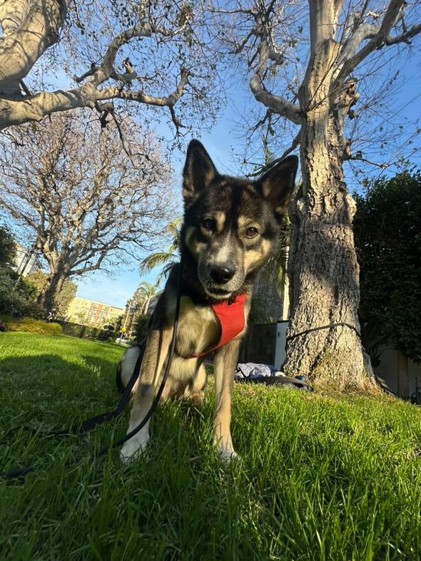 Enlarge Fitzy, a Adoptable mixed breed in Pasadena, CA image 4/6