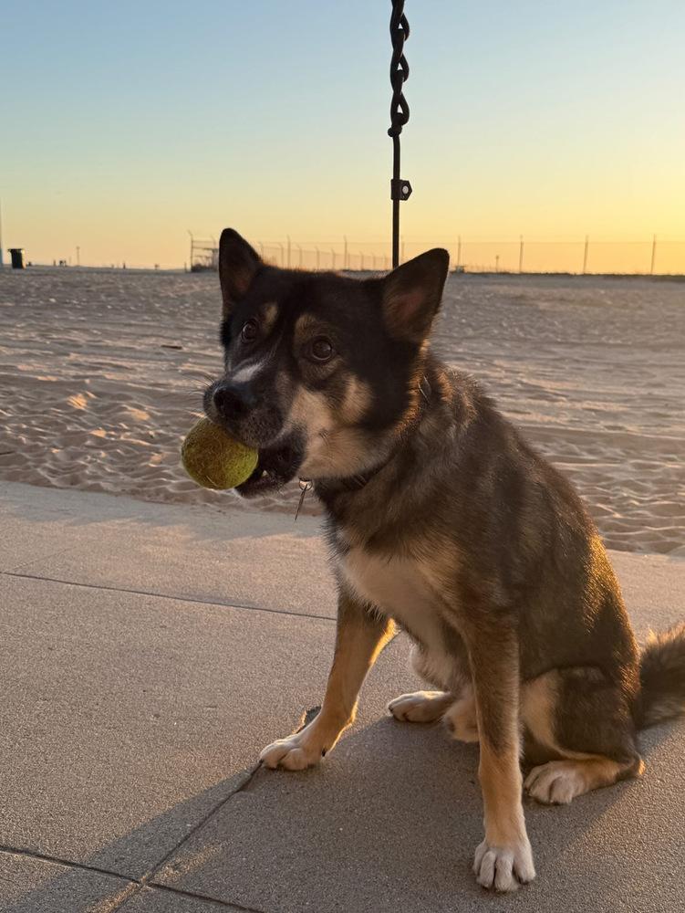 Enlarge Fitzy, a Adoptable mixed breed in Pasadena, CA image 5/6