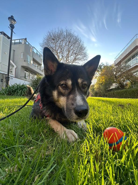 Enlarge Fitzy, a Adoptable mixed breed in Pasadena, CA image 6/6