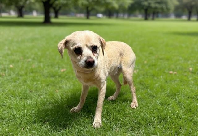 CHOPPY, Adoptable, Adult Female Chihuahua.
