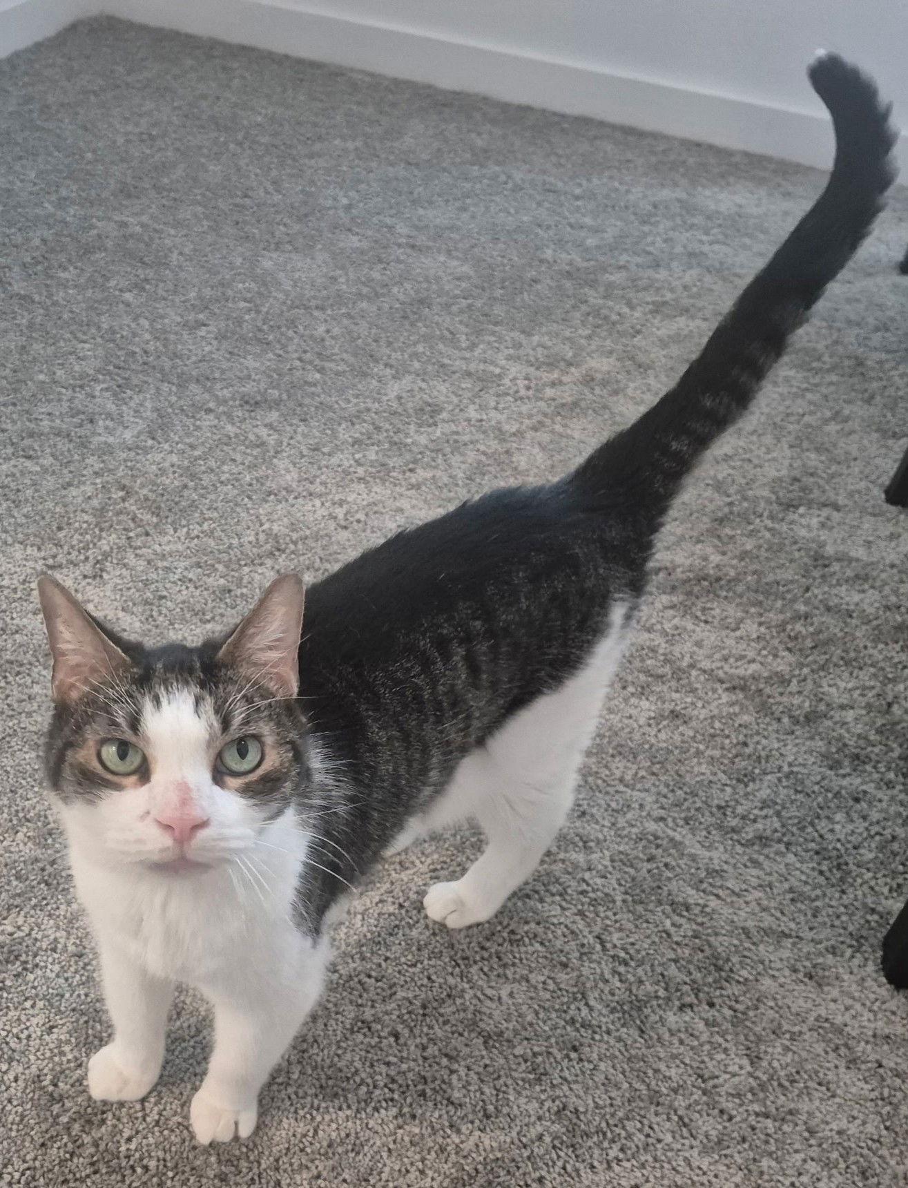 Enlarge Cinema 6.6.11, a Adoptable Tabby in Apopka, FL image 1/3