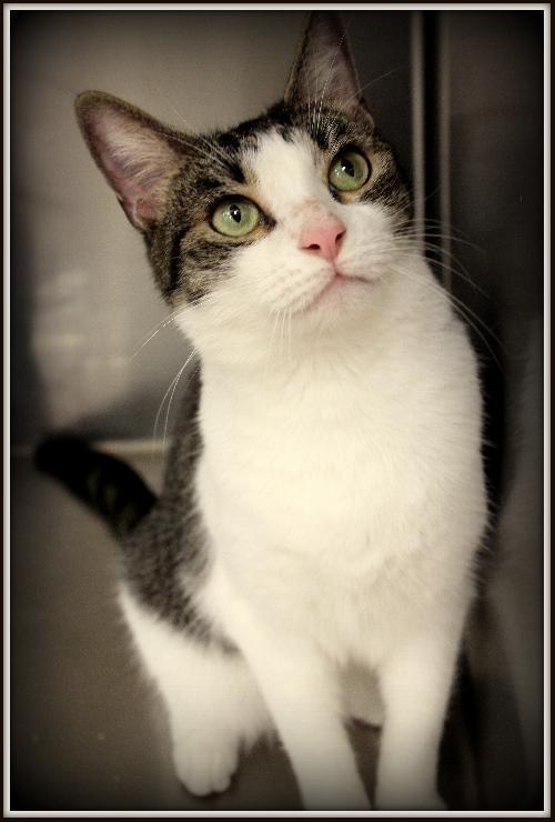 Enlarge Cinema 6.6.11, a Adoptable Tabby in Apopka, FL image 2/3