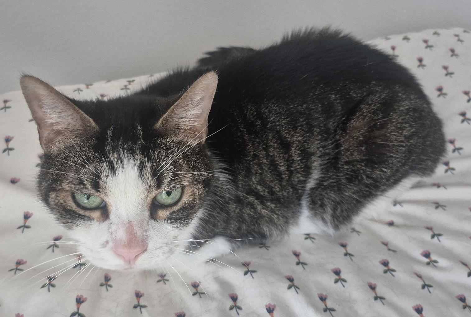 Enlarge Cinema 6.6.11, a Adoptable Tabby in Apopka, FL image 3/3