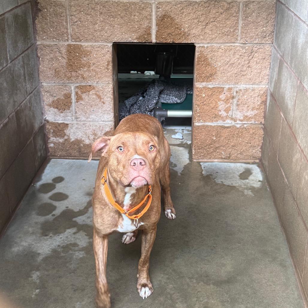 Enlarge Phenix, a Adoptable Mixed Breed in Hamilton, GA image 1/6