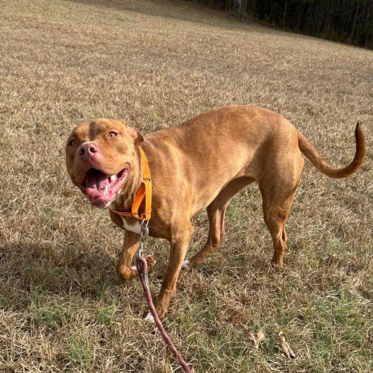 Enlarge Phenix, a Adoptable Mixed Breed in Hamilton, GA image 2/6