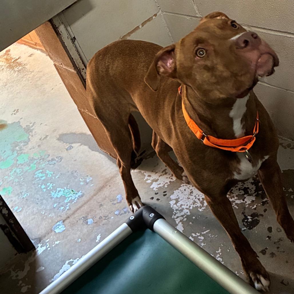 Enlarge Phenix, a Adoptable Mixed Breed in Hamilton, GA image 4/6