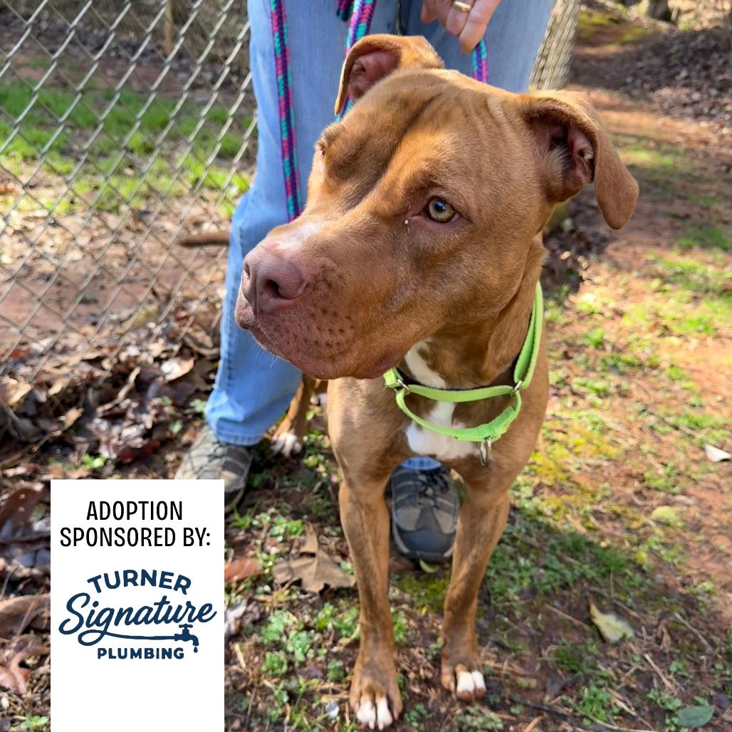 Enlarge Phenix, a Adoptable Mixed Breed in Hamilton, GA image 5/6