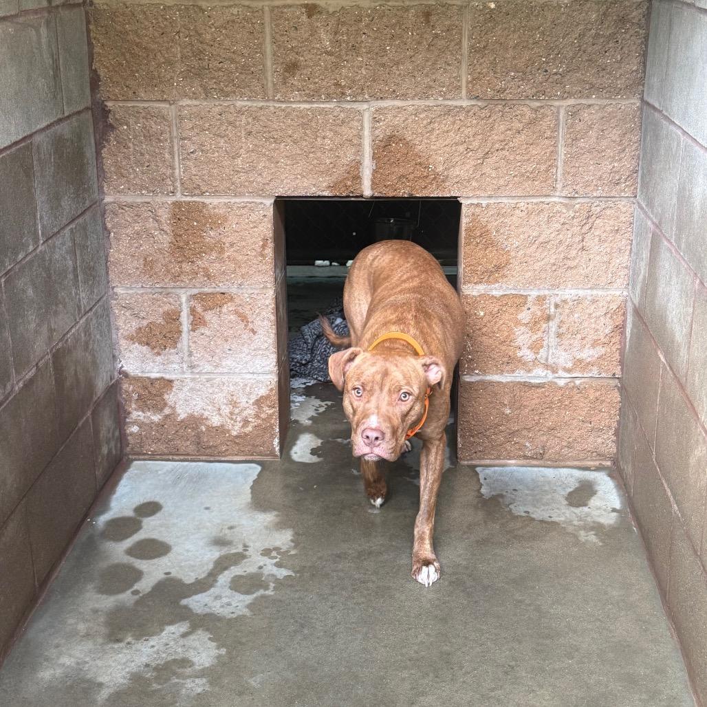 Enlarge Phenix, a Adoptable Mixed Breed in Hamilton, GA image 6/6