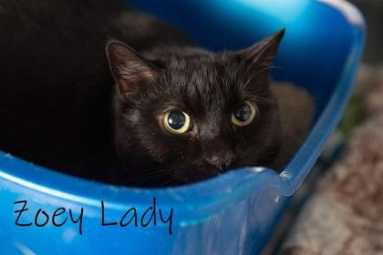 Enlarge Zoey Lady, a Adoptable mixed breed in Scottsdale, AZ image 2/2