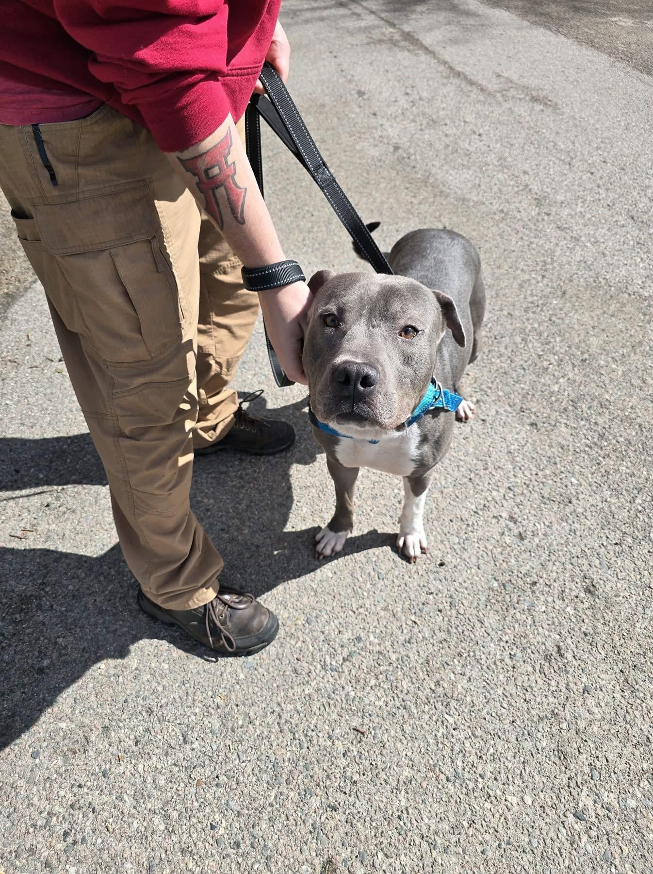 Enlarge Louie, a Adoptable American Bully in Attleboro, MA image 3/4