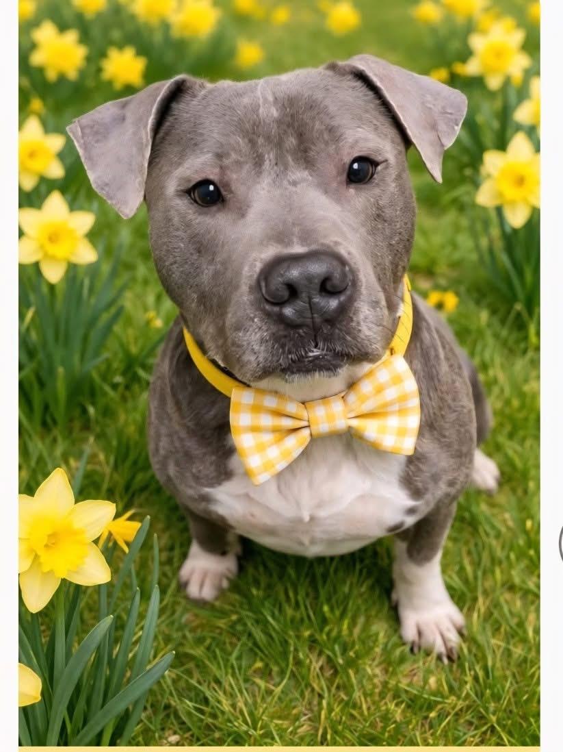 Enlarge Louie, a Adoptable American Bully in Attleboro, MA image 1/4