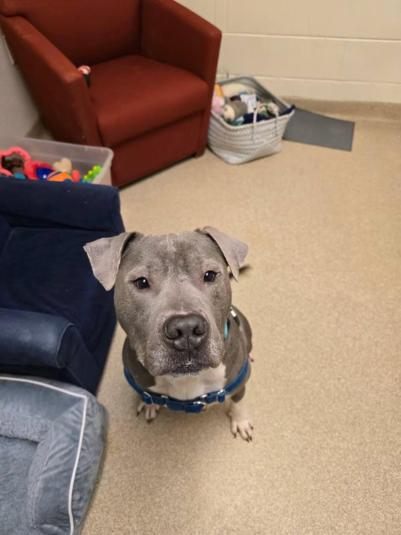 Enlarge Louie, a Adoptable American Bully in Attleboro, MA image 4/4