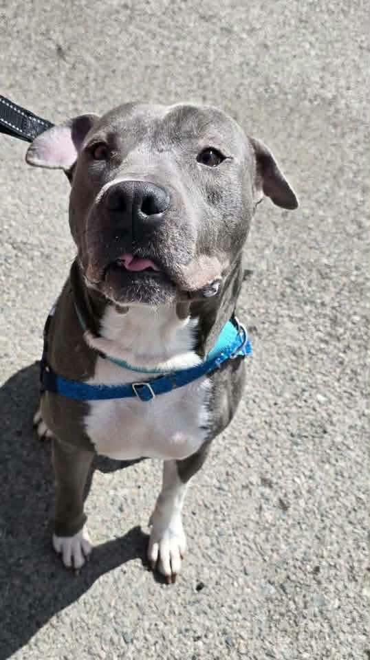 Enlarge Louie, a Adoptable American Bully in Attleboro, MA image 2/4