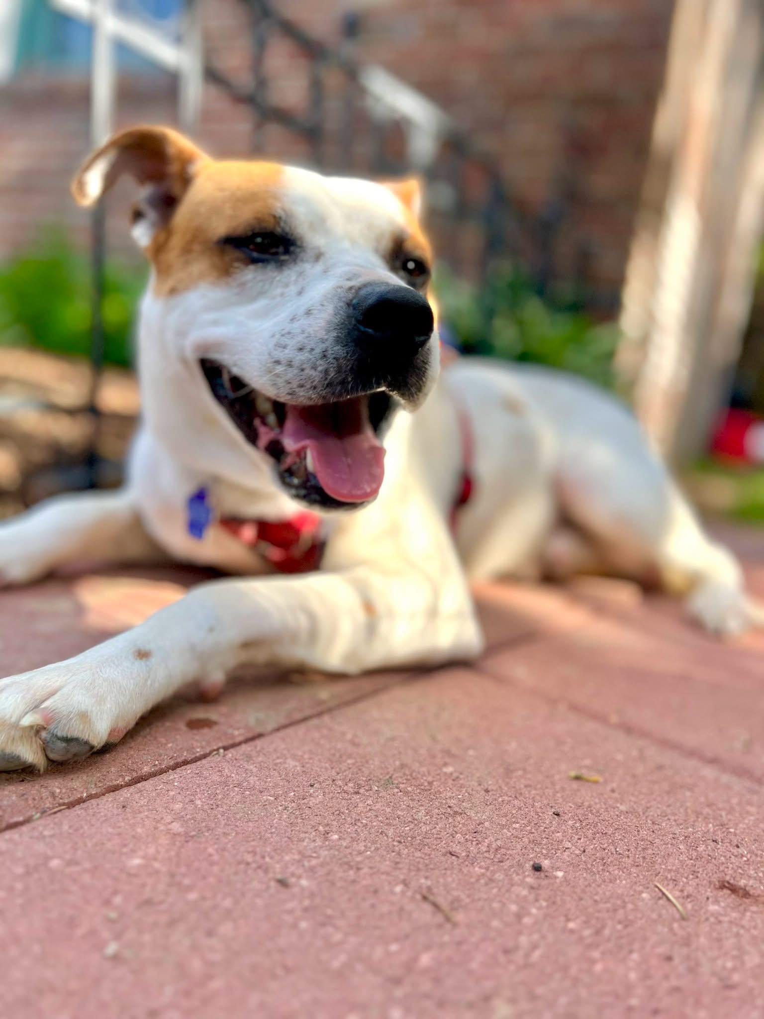 Enlarge Bruce, a Adoptable mixed breed in Colorado Springs, CO image 2/2