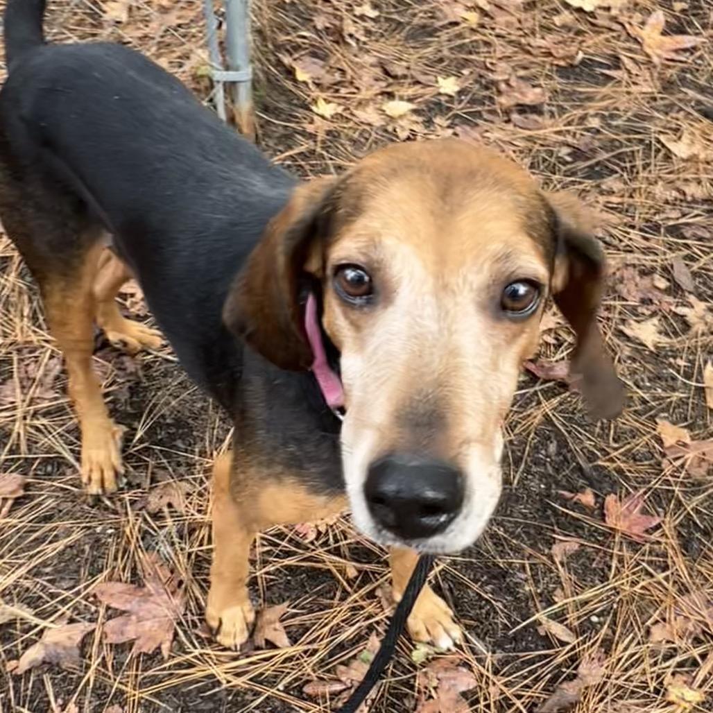 Quintus, Adoptable, Senior Male Foxhound.
