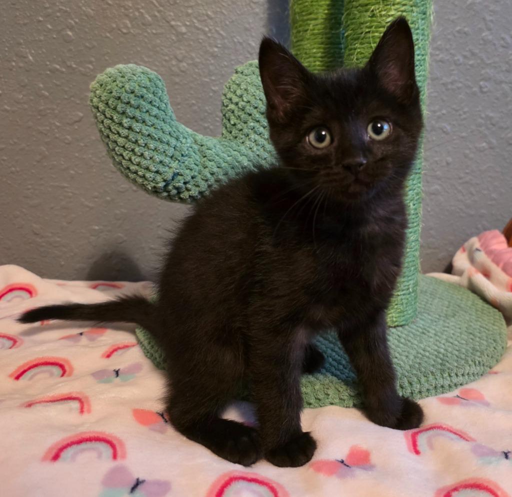Enlarge 4/19/26 Dragon, a Adoptable mixed breed in Stillwater, OK image 1/2