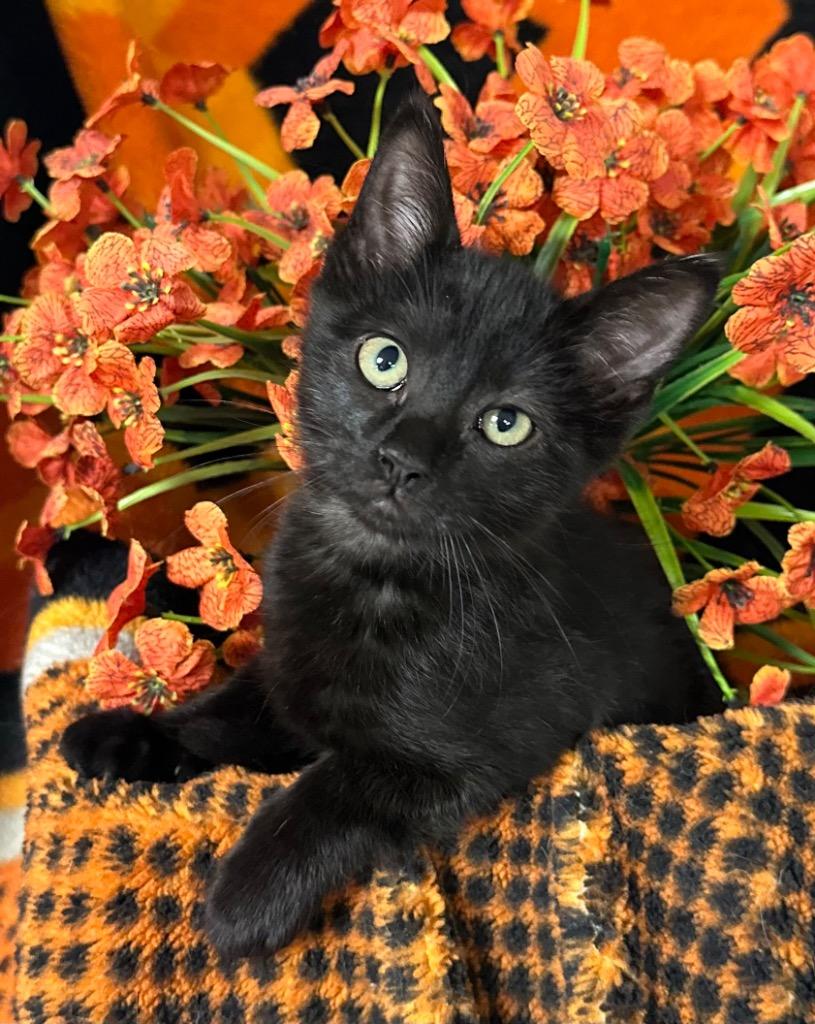 Enlarge 4/19/26 Dragon, a Adoptable mixed breed in Stillwater, OK image 2/2