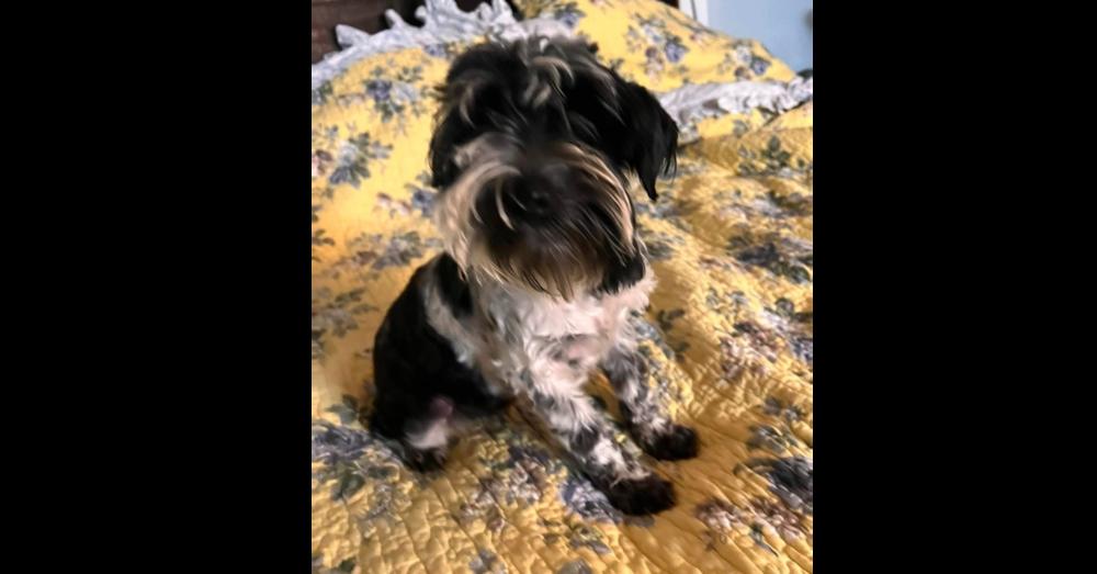 Gigi, Adoptable, Puppy Female Schnauzer.