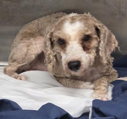 Enlarge Jagger, a Adoptable Poodle in Malvern, PA image 1/3