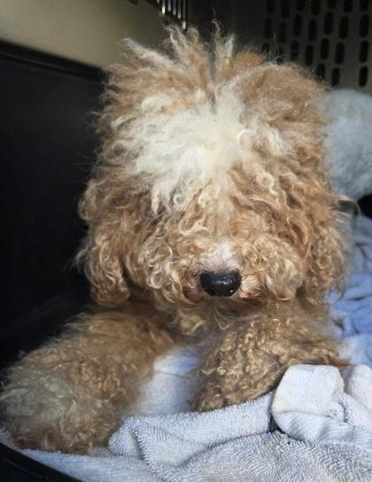 Enlarge Jagger, a Adoptable Poodle in Malvern, PA image 2/3