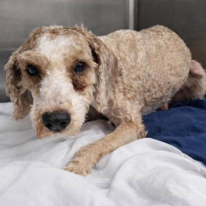 Enlarge Jagger, a Adoptable Poodle in Malvern, PA image 3/3