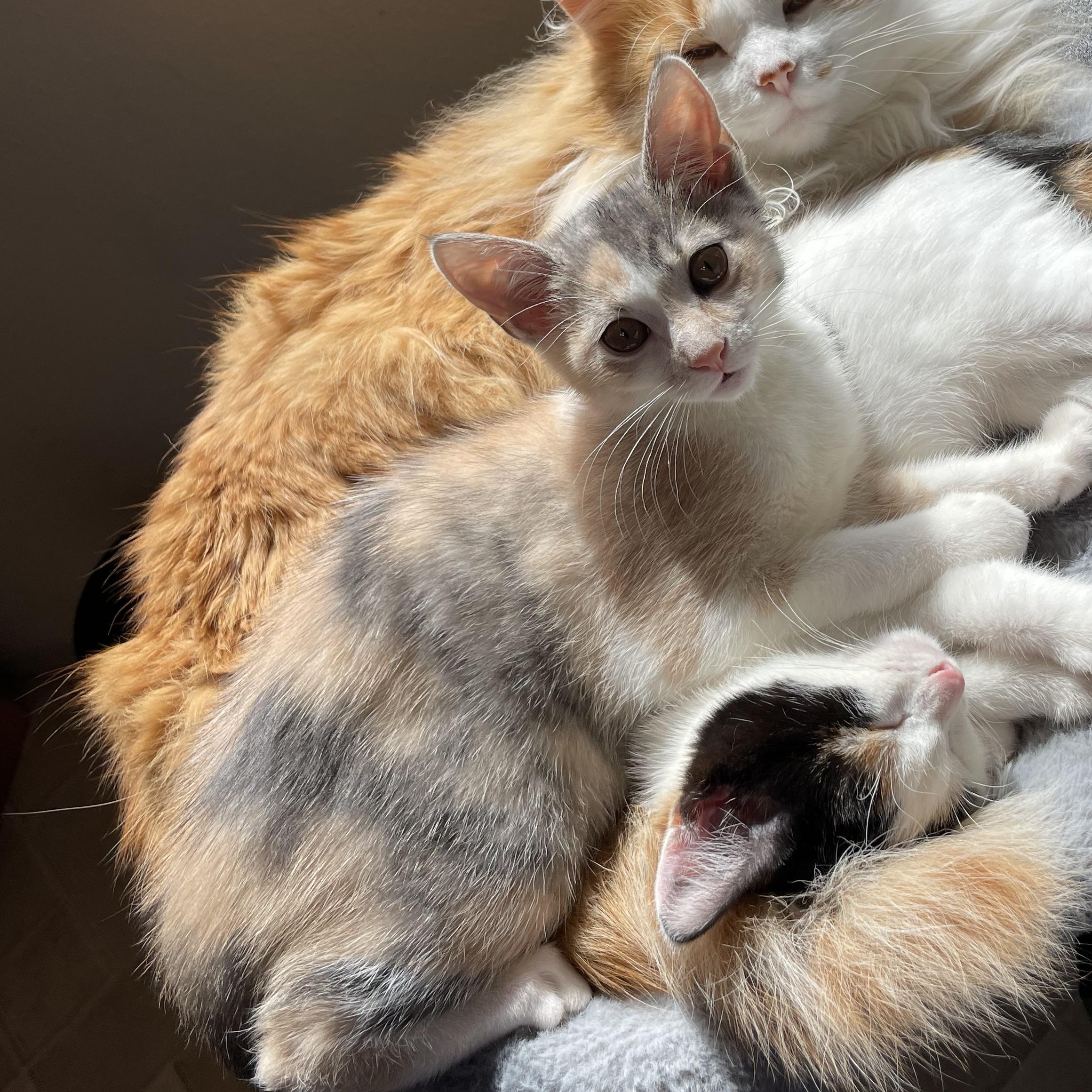 Enlarge Helen, an adopted Domestic Short Hair in Renton , WA image 2/4