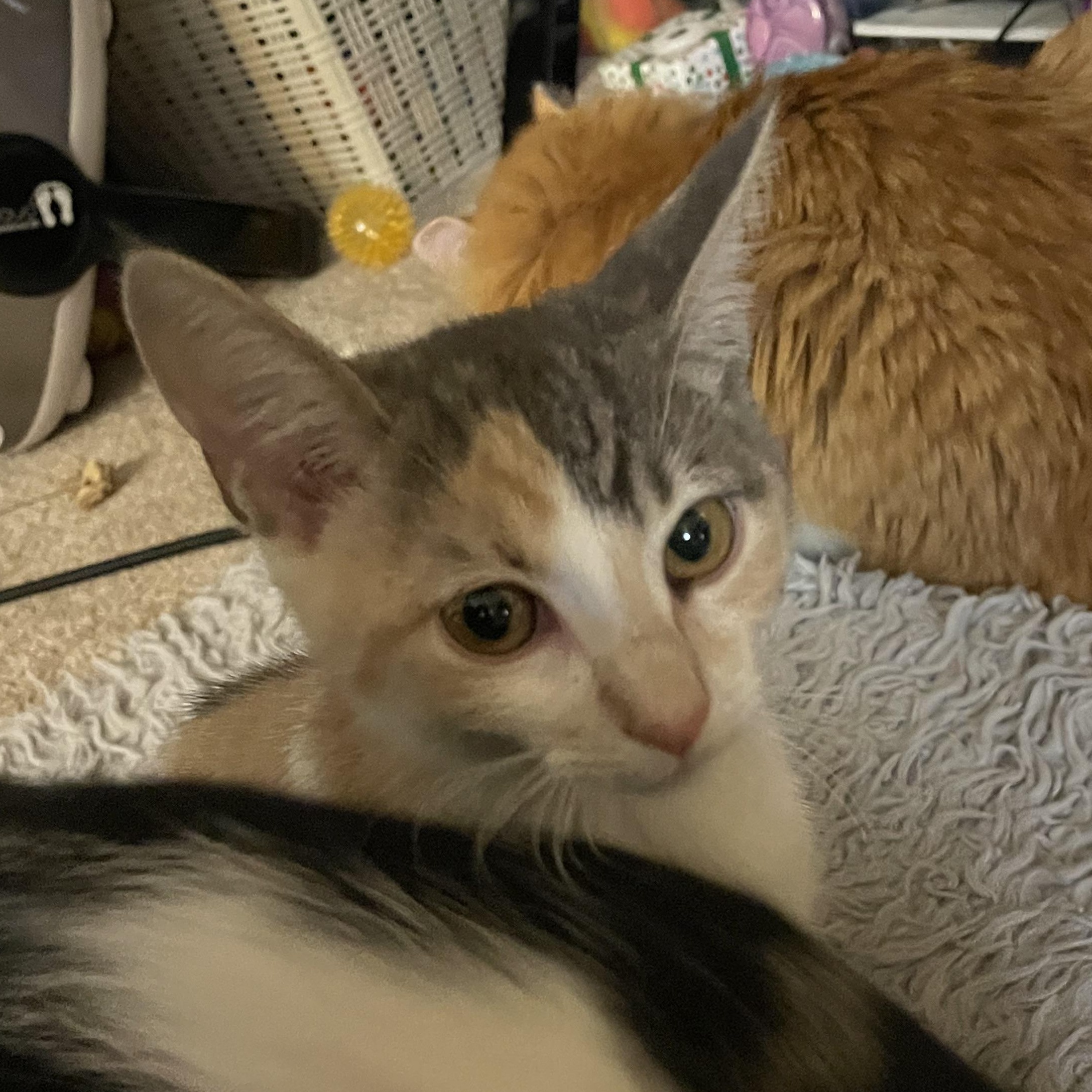 Enlarge Helen, an adopted Domestic Short Hair in Renton , WA image 3/4