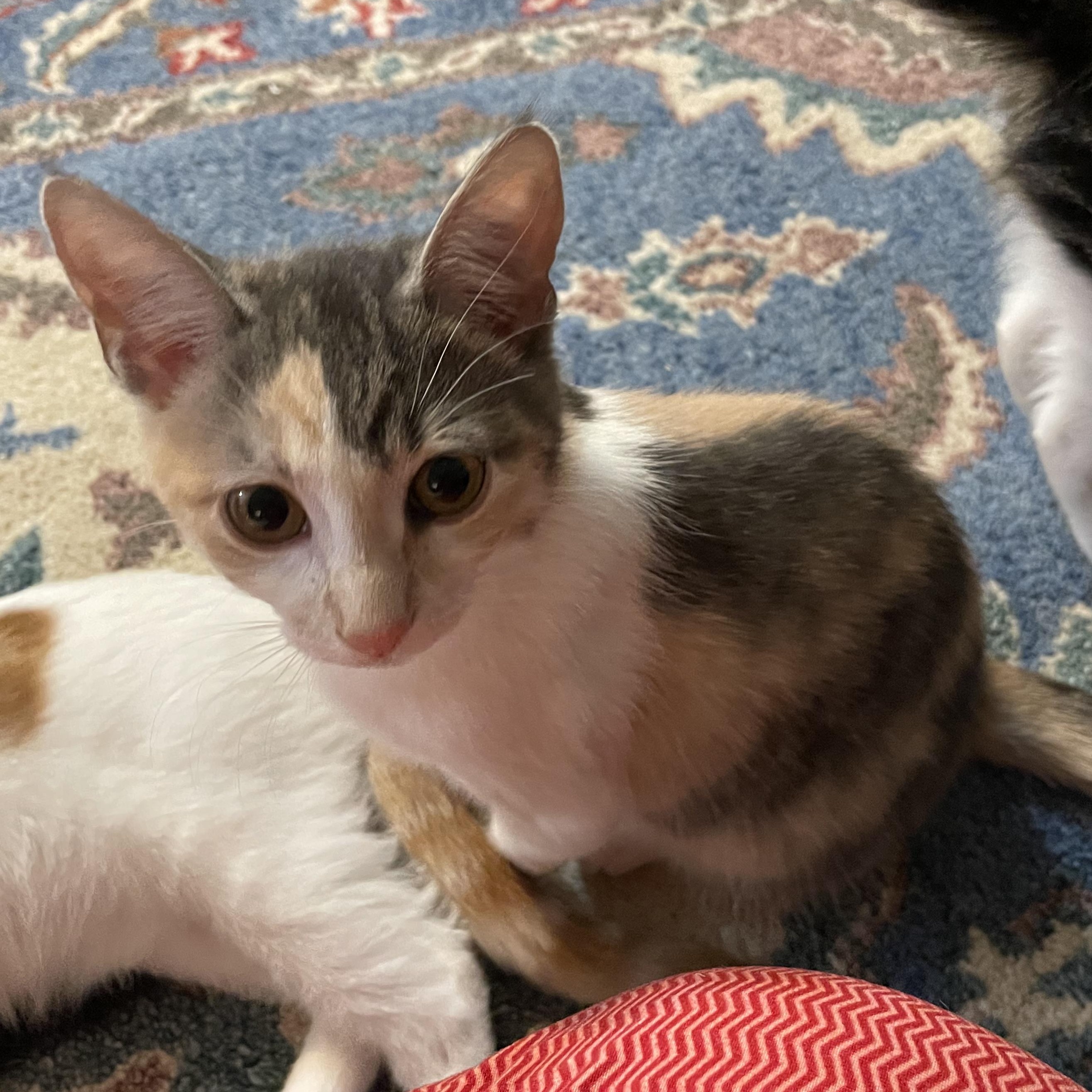 Helen, adopted, Kitten Female Domestic Short Hair.