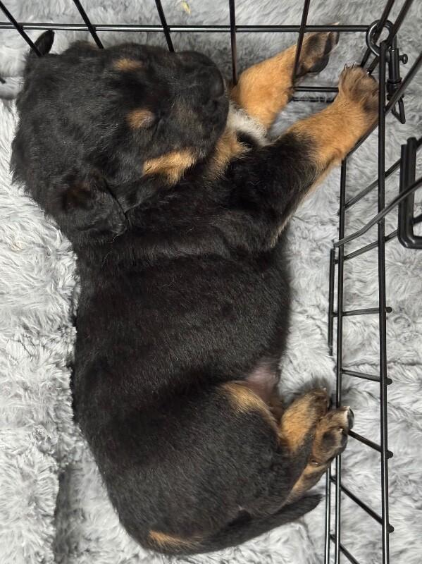 Andy, Adoptable, Young Male Mixed Breed.