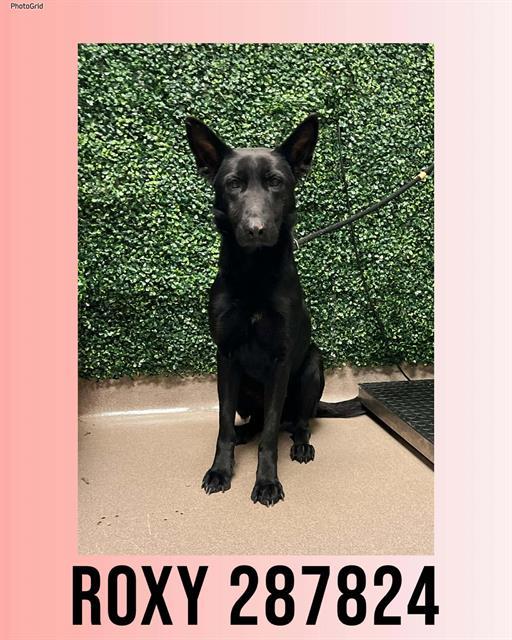 Enlarge ROXY, a Adoptable mixed breed in Macon, GA image 1/2