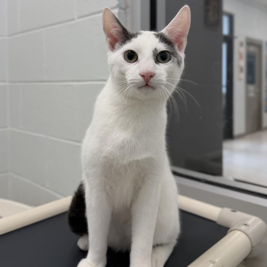 Henry (Bonded to Dahlia), Adoptable, Young Male Domestic Short Hair.
