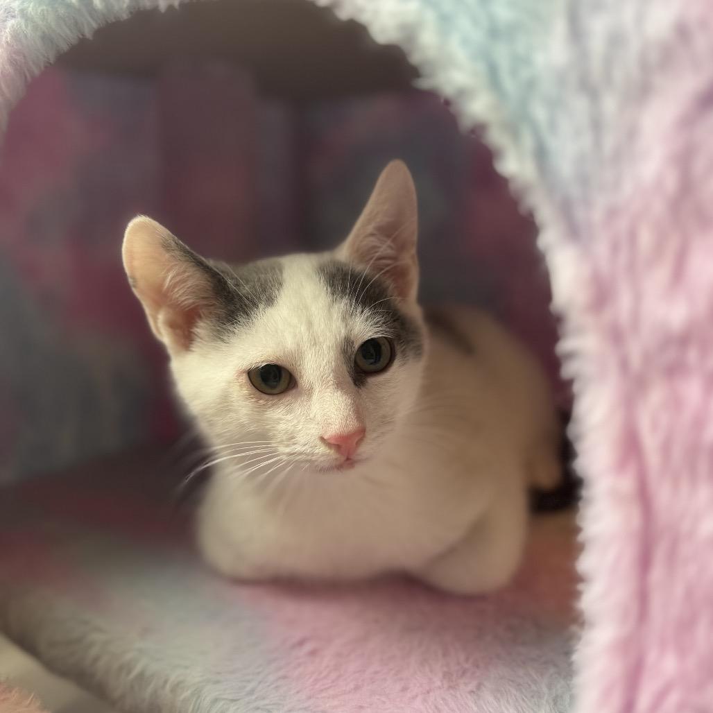 Henry, Adoptable, Kitten Male Domestic Short Hair.