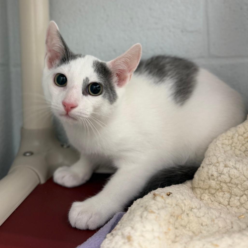 Enlarge Henry, a Adoptable Domestic Short Hair in Marshall, VA image 2/4