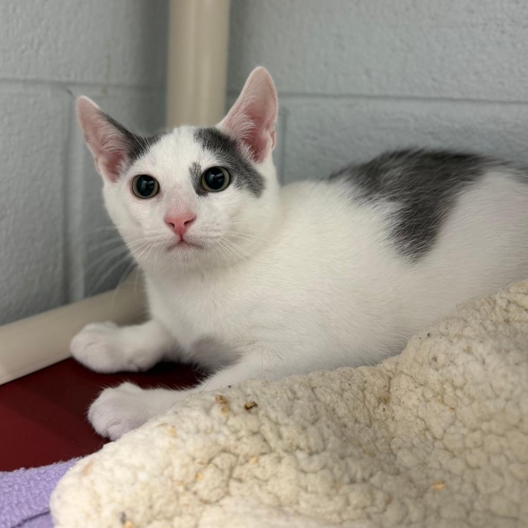 Henry, a Adoptable Domestic Short Hair in Marshall, VA image 2/4