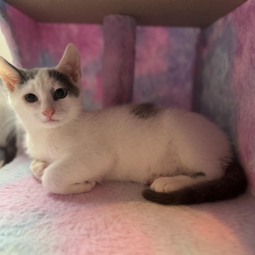 Henry, a Adoptable Domestic Short Hair in Marshall, VA image 3/4