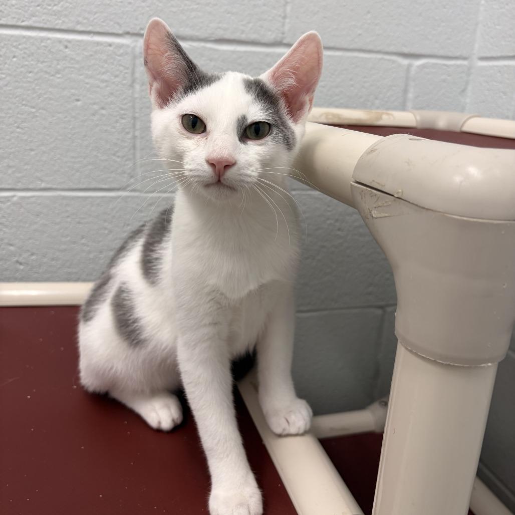 Henry, a Adoptable Domestic Short Hair in Marshall, VA image 4/4
