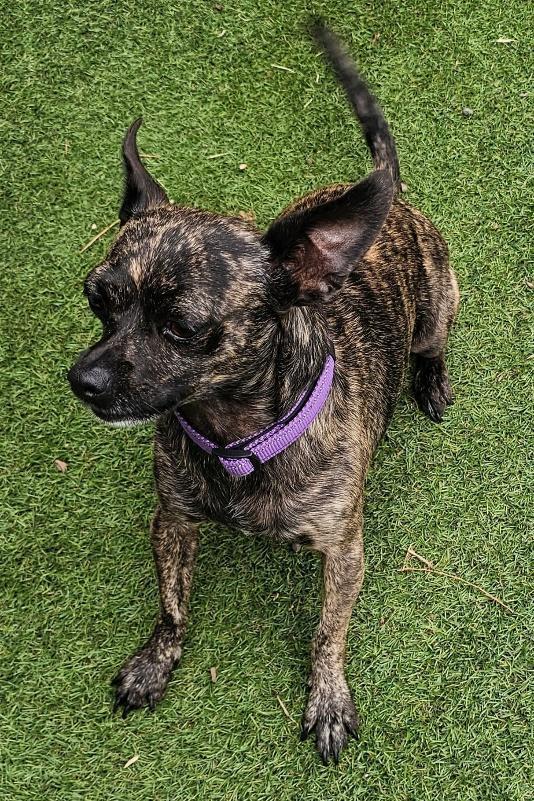 Tiny, Adopted, Adult Female Chihuahua.