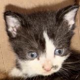 Felix, Adoptable, Kitten Male Domestic Short Hair.