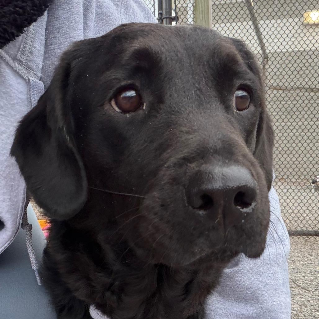 Daisy, Adoptable, Adult Female Mixed Breed.