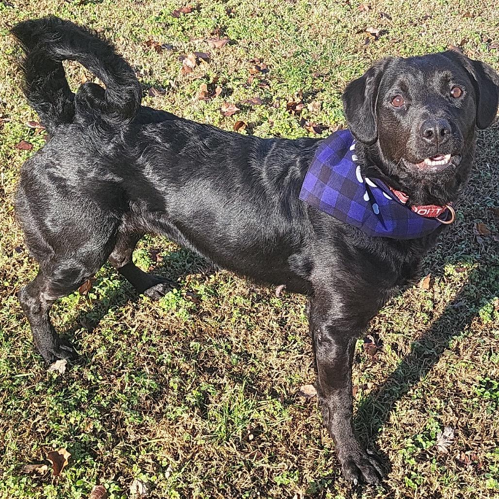 Daisy, a Adoptable Mixed Breed in Eastford, CT image 2/6