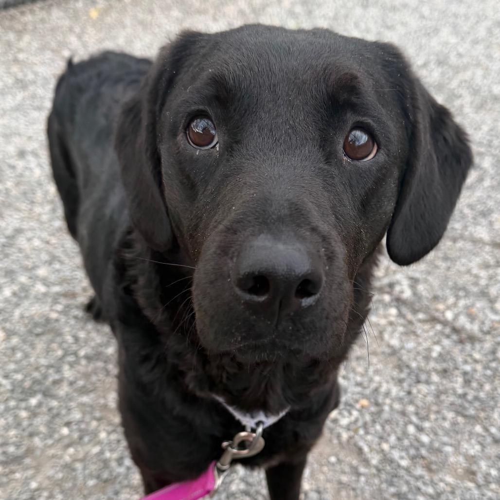 Daisy, a Adoptable Mixed Breed in Eastford, CT image 3/6