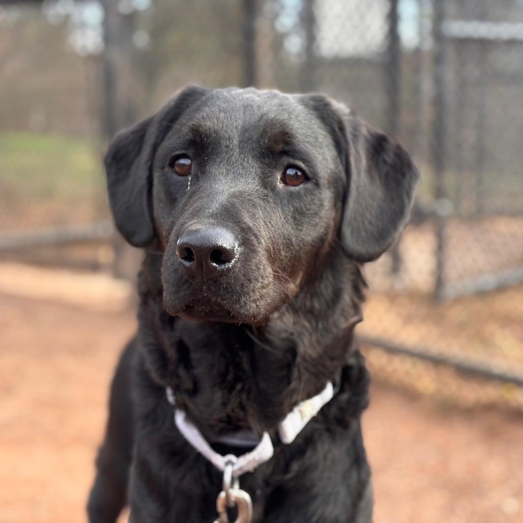 Daisy, a Adoptable Mixed Breed in Eastford, CT image 4/6