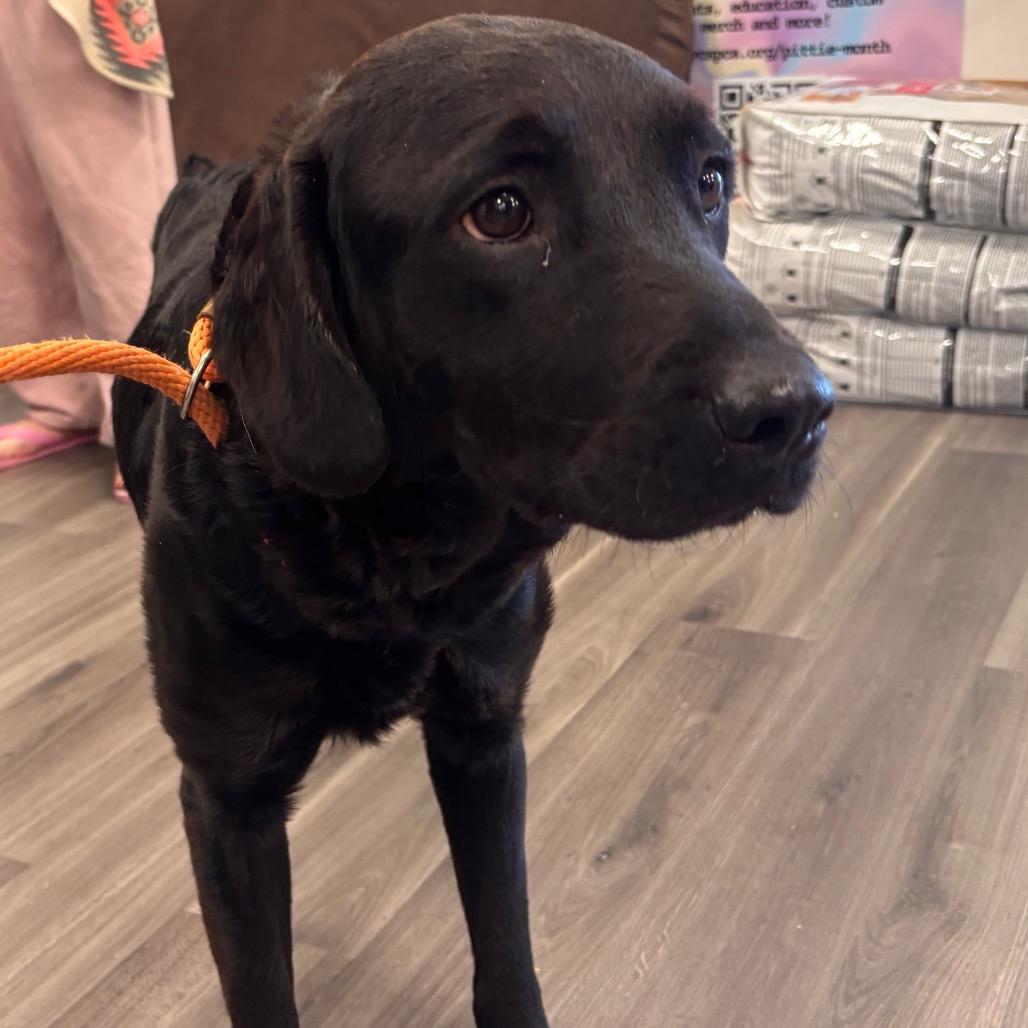 Daisy, a Adoptable Mixed Breed in Eastford, CT image 5/6