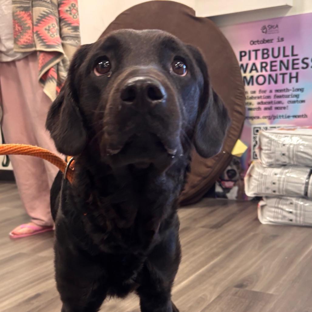 Daisy, a Adoptable Mixed Breed in Eastford, CT image 6/6