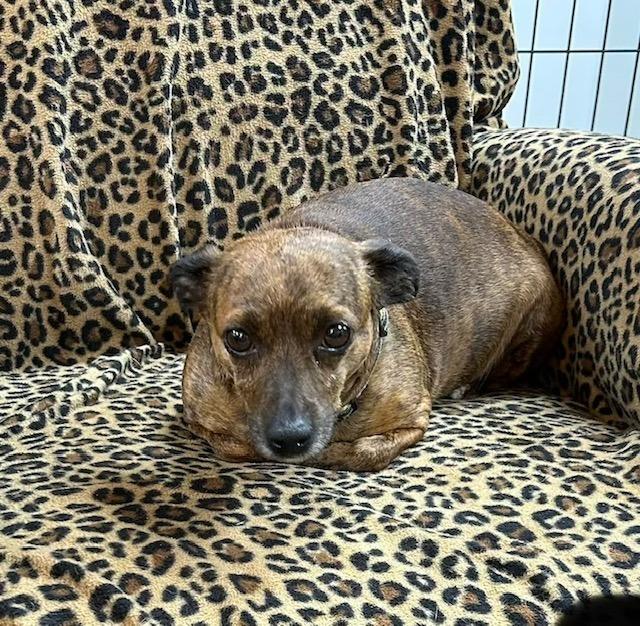 Maggie Mae, Adoptable, Adult Female Chihuahua.