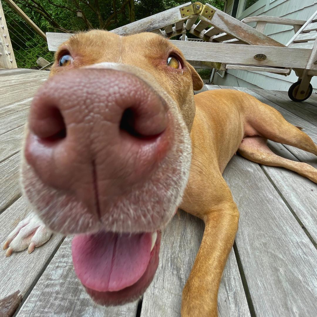 Jelly, a Adoptable Mixed Breed in MILFORD, CT image 3/6