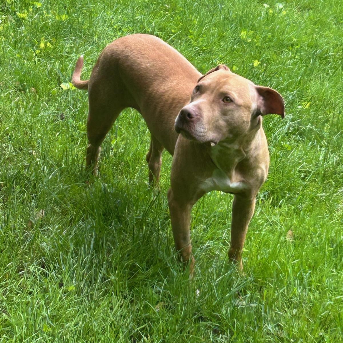Jelly, Young Female Mixed Breed