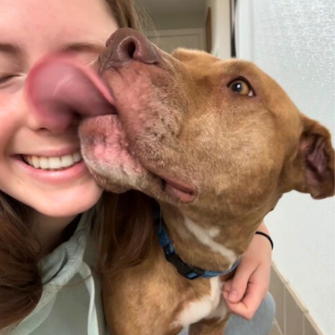 Jelly, a Adoptable Mixed Breed in MILFORD, CT image 4/6