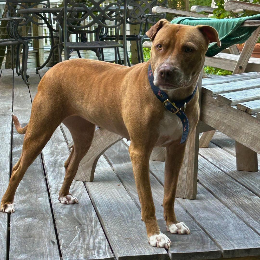 Jelly, a Adoptable Mixed Breed in MILFORD, CT image 1/6